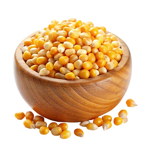 Maize in Hari Nagar